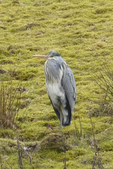 Heron